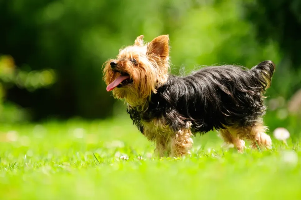 Glad Yorkshire Terrier nyder livet i græsset