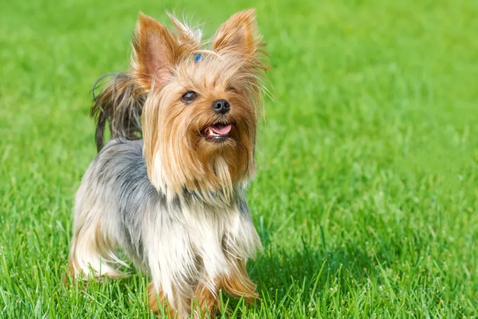 Stående Yorkshire Terrier nyder livet i græsset