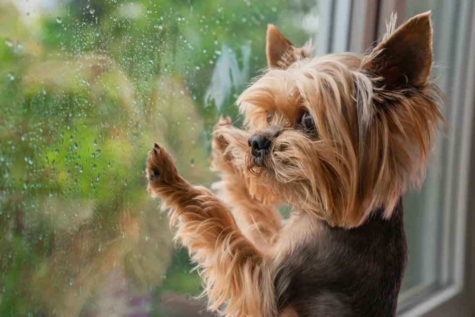 Yorkshire terrier kigger på regnen gennem vinduet