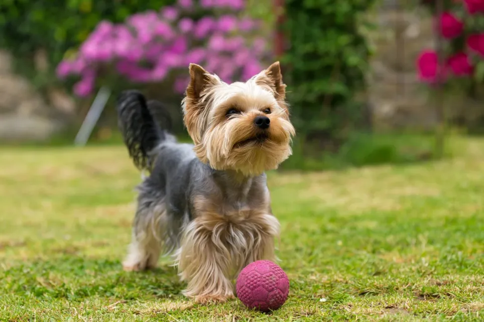 Yorkshire terrier leger med sin lilla bold i haven